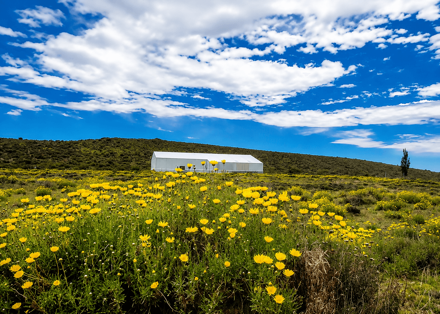 Planta de envasado Talise rodeada de flores en la estepa patagónica